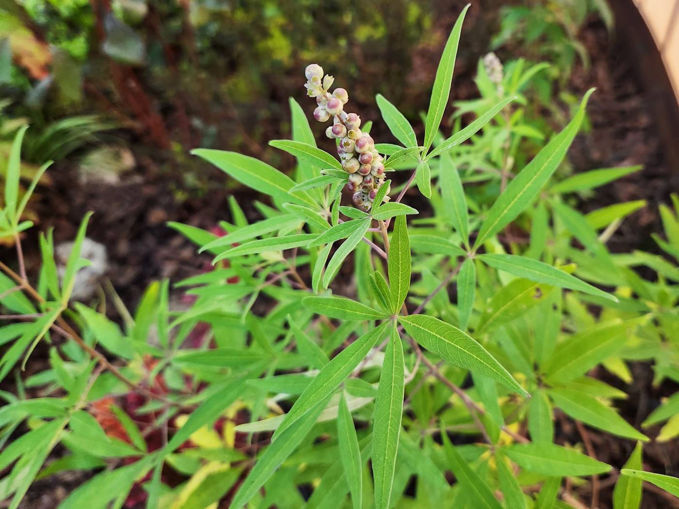 바이텍스(Vitex)