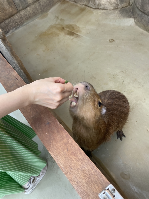 카피바라 먹이체험