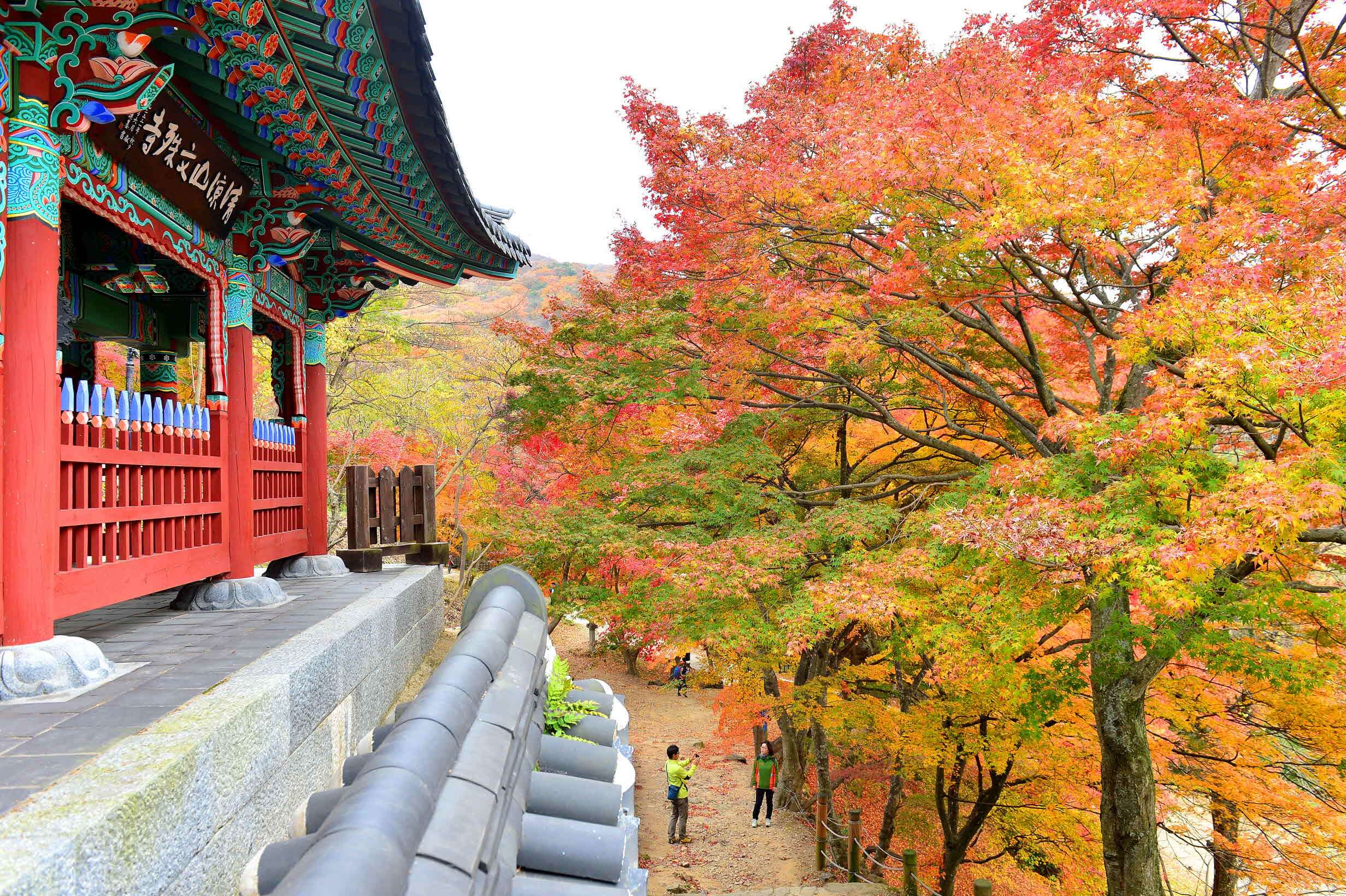 전라북도 고창 문수사 단풍나무숲