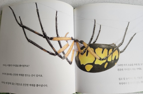 멋진 거미