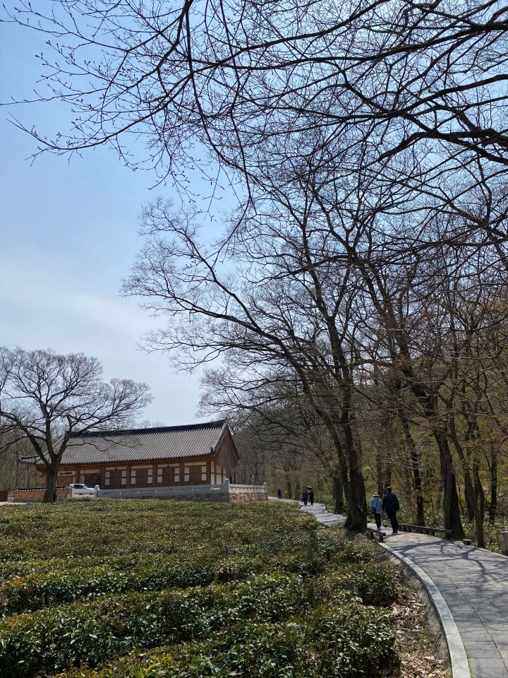 고창 선운산 녹차밭
