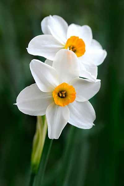 색상별 수선화 의미 