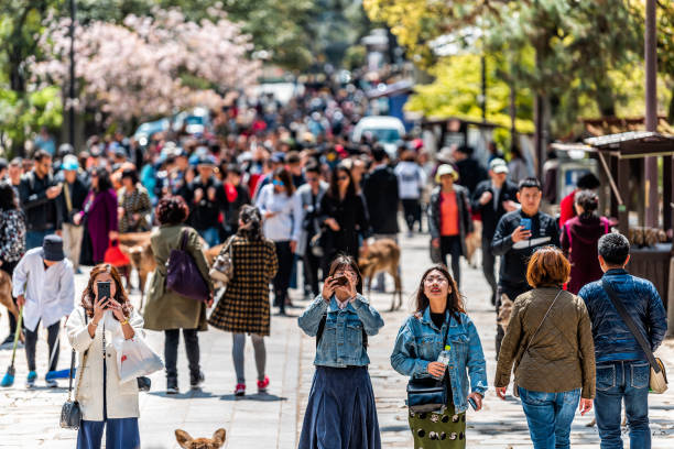 벚꽃 시즌 날씨 변화, 인파 혼잡도, 건강관리 주의사항 정리