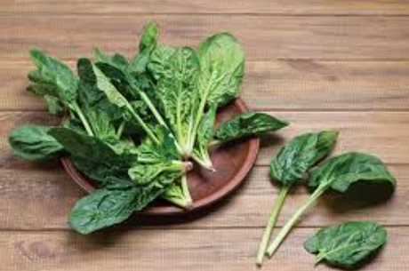 시금치 파종시기