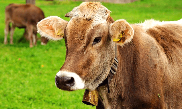 풀밭에 큰 소 2마리가 서 있다. 갈색 소들이다.