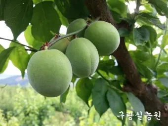 매실 수확 시기 매실장아찌 매실청 매실주 담그는 법_22