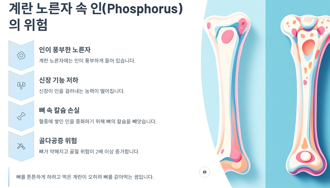 계란 노른자 속 인(Phosphorus)의 위험