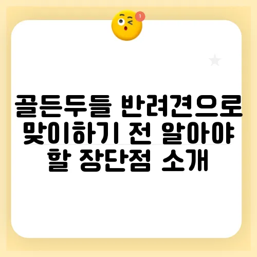 골든두들 반려견으로 맞이하기 전 알아야 할 장단점 소개