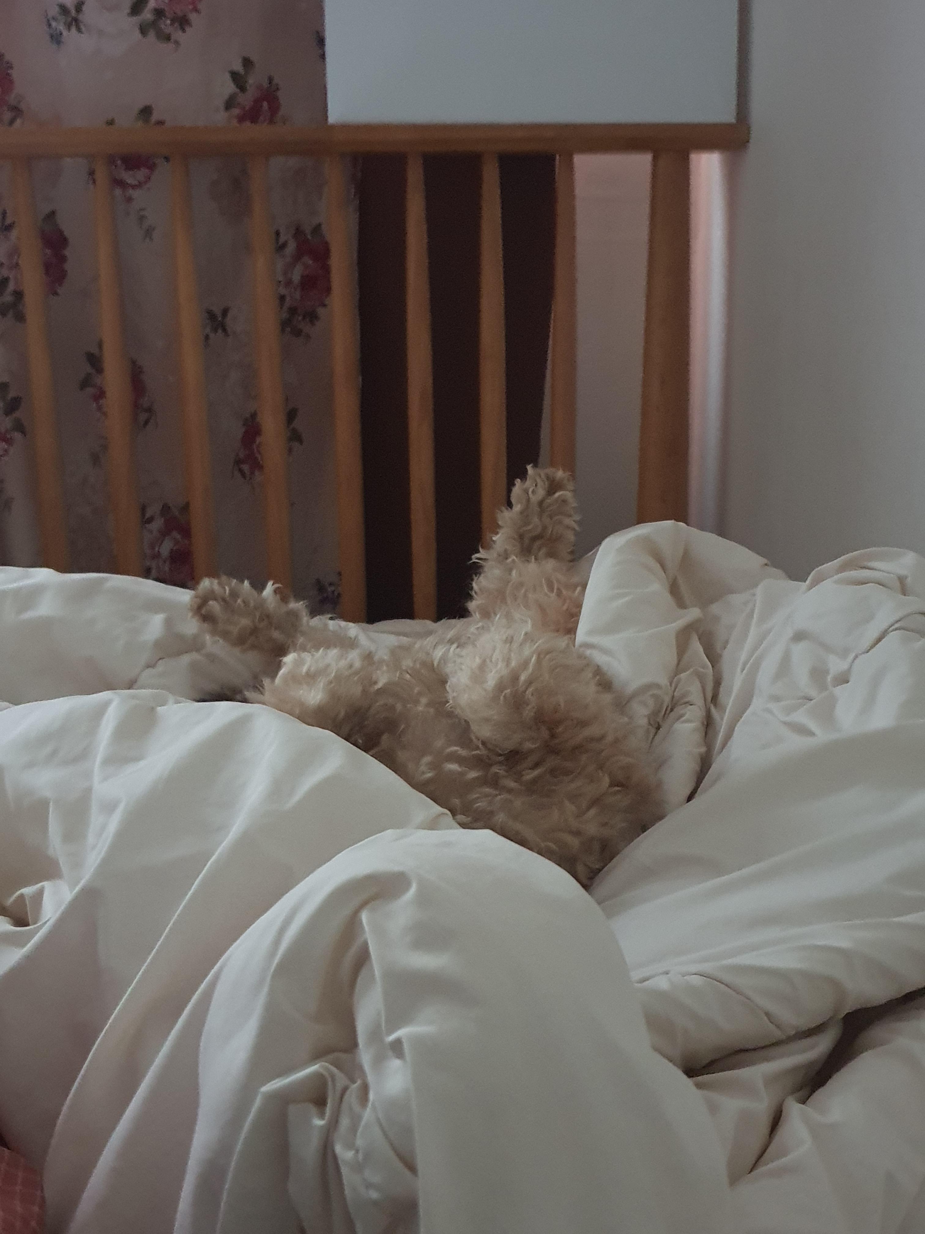 이불 위 강아지