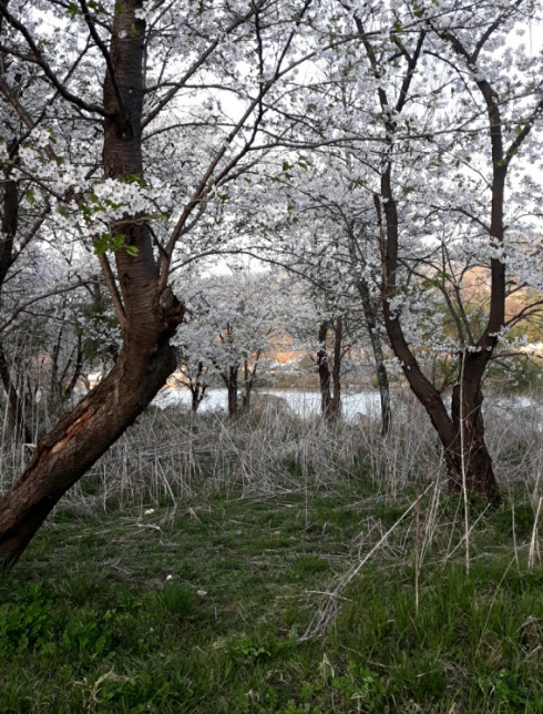 대성리 벚꽃 나무길