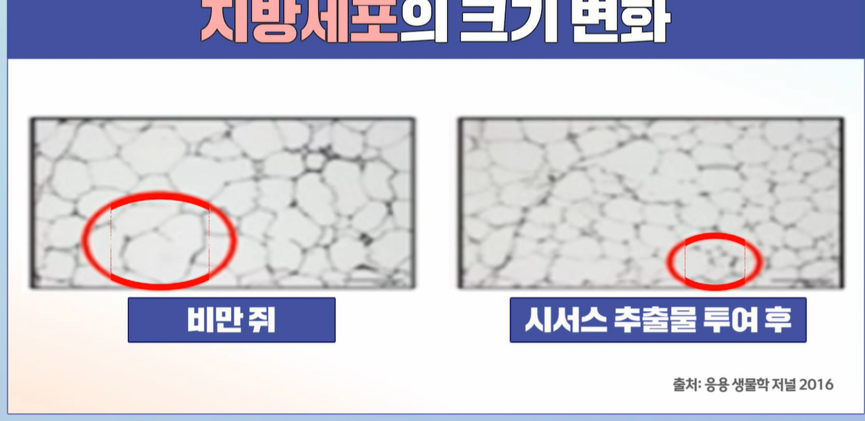 시서스 효능