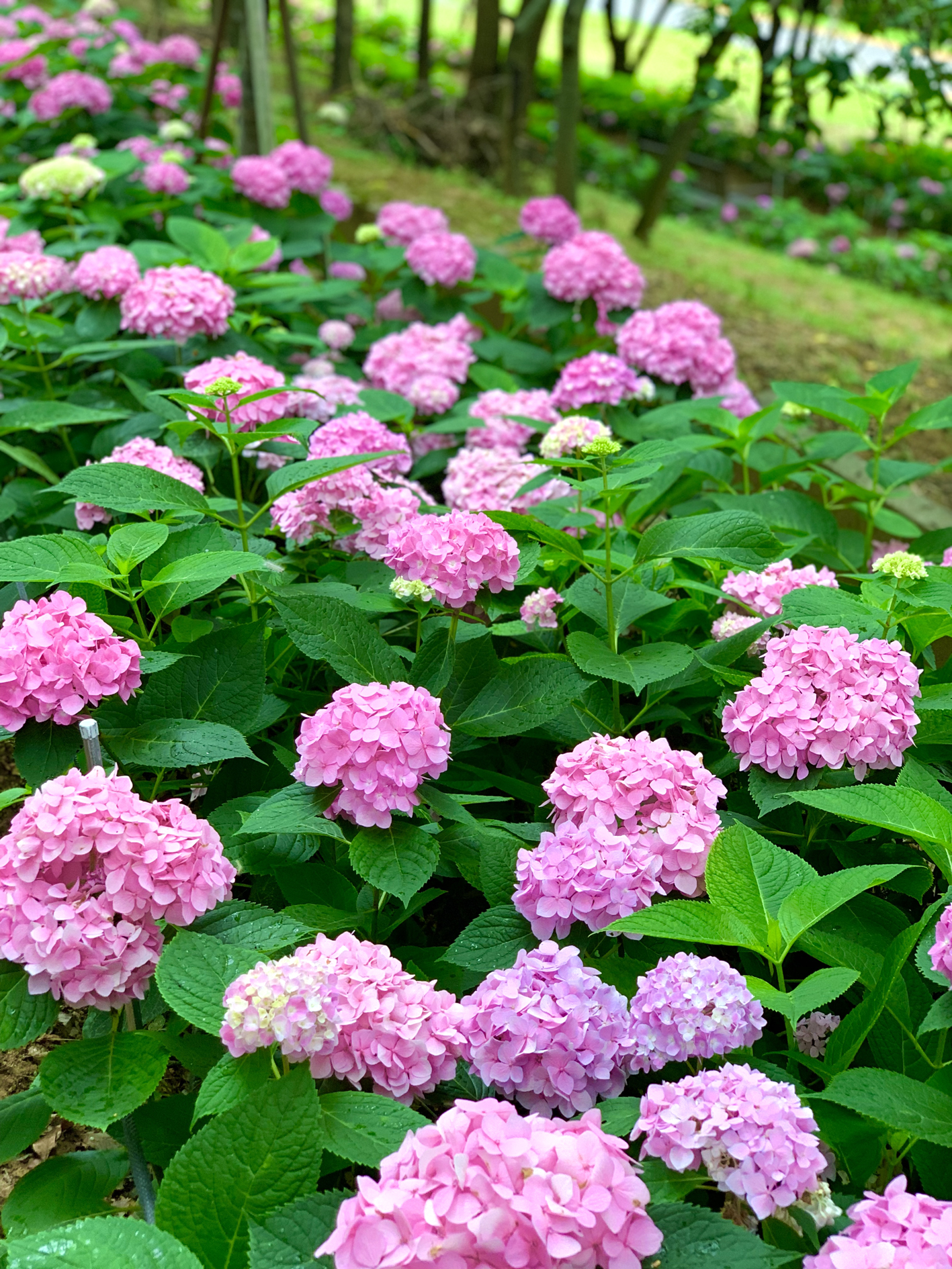 구미다온숲 수국핀 모습입니다.