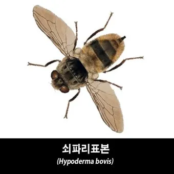쇠파리에 물리면 증상 대처법과 응급처치 방법 안내_2