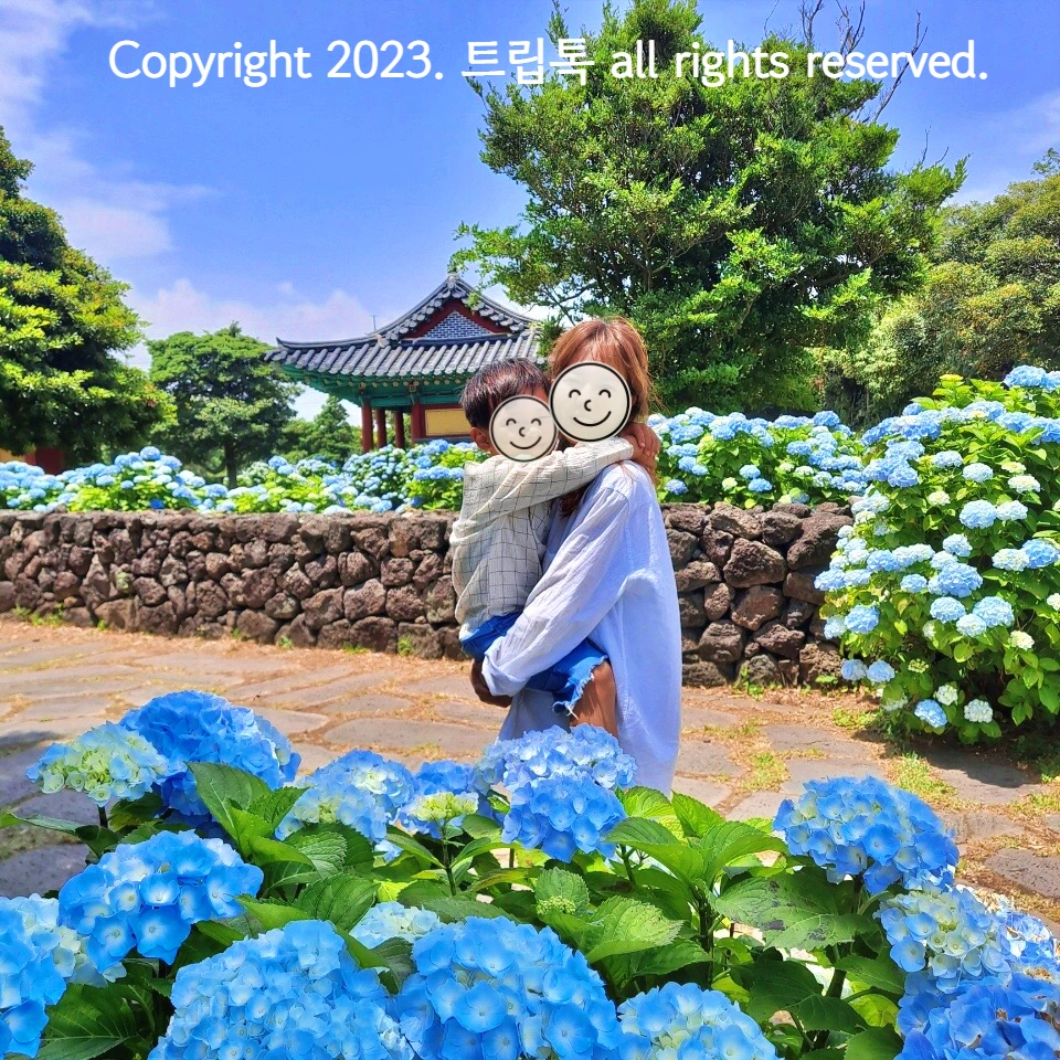 푸른하늘 둥글둥글 한아름 핀 수국과 돌담기 아래서 엄막 아이를 안고 서 있다 엄마가 서있다.