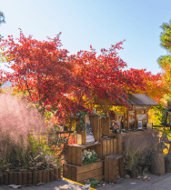 화담숲 예약 입장료 맛집 [모노레일]