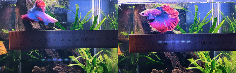 베타 몸 길이 재기