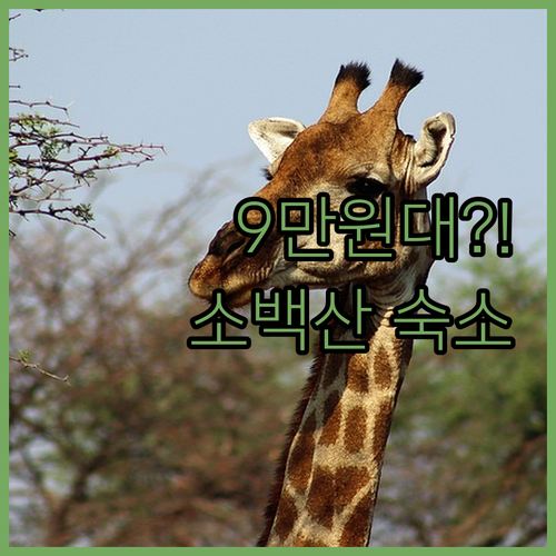 9만원대부터 단양 소백산 펜션 5곳 ..