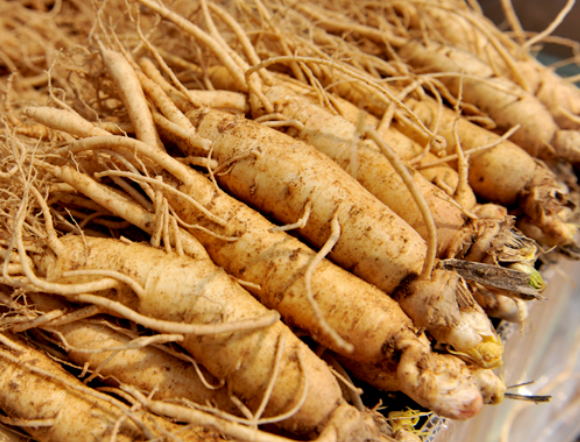 인삼의 대표 효능 6가지