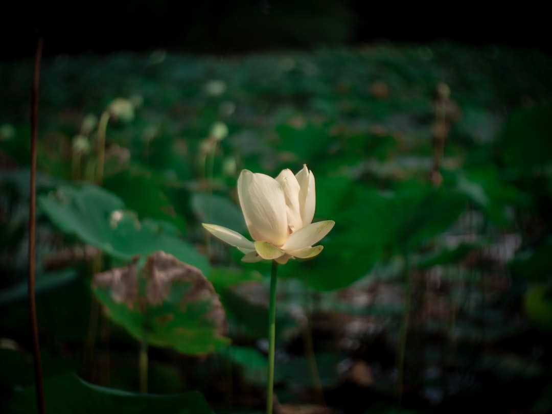 Lotus root