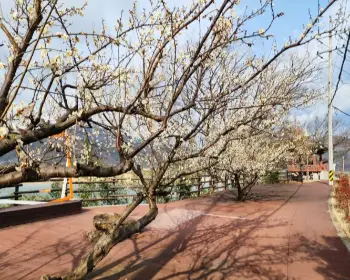광양 매화축제_12