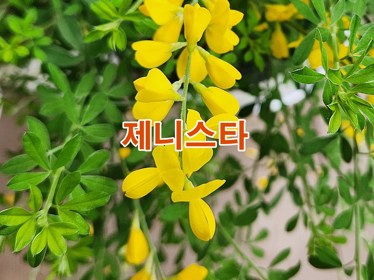 제니스타