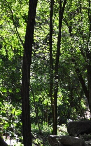 서운산 자연휴양림 숲나들e 국내 여행지 추천 관련사진