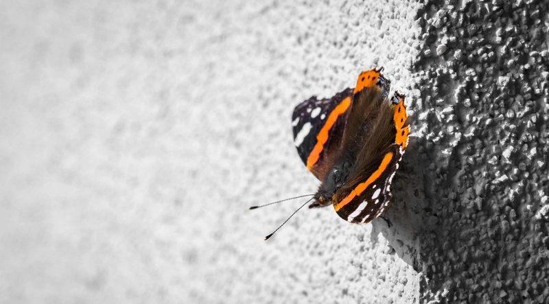 결론: 정보처리기사 자격증의 가치