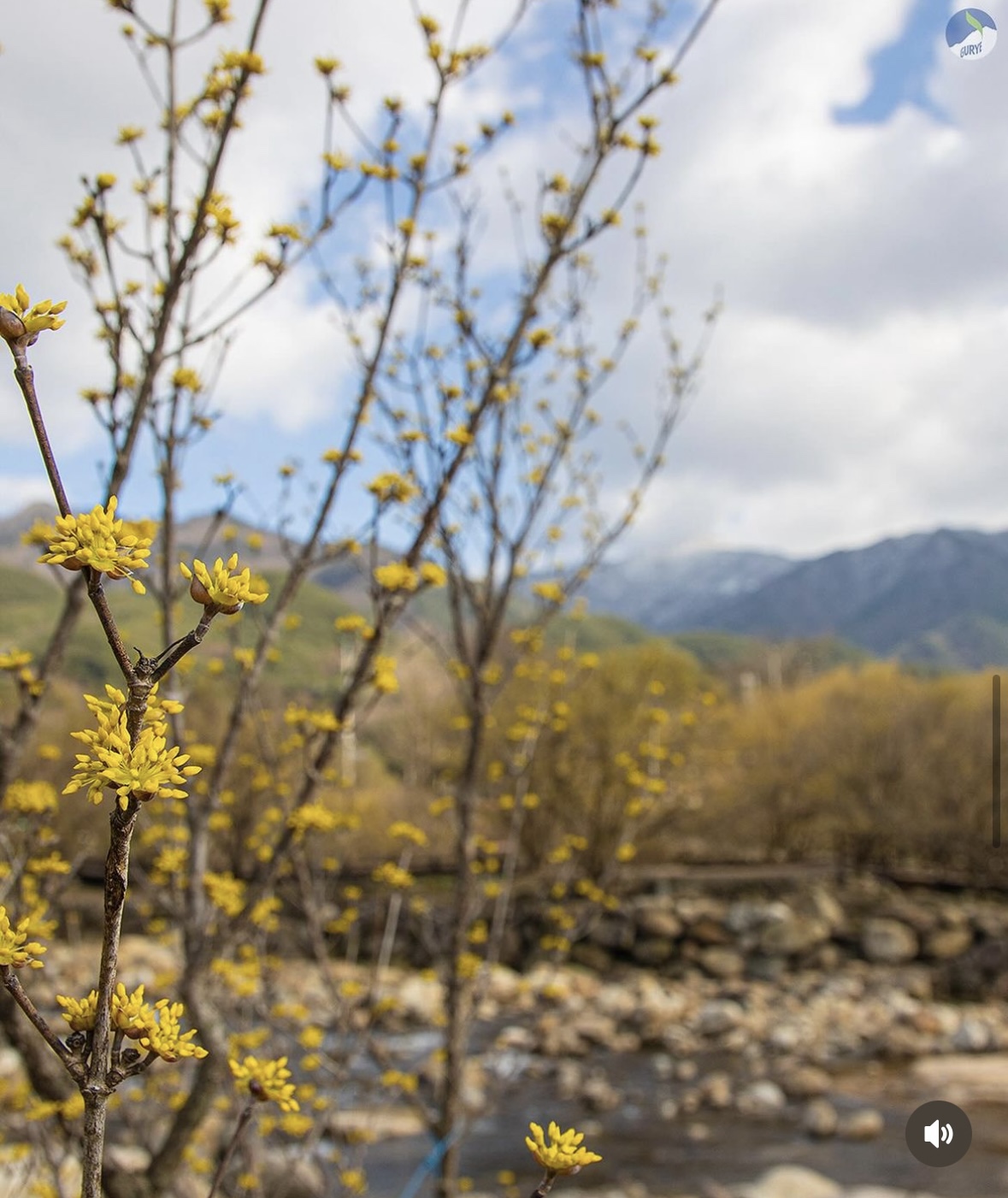 구례 산수유축제