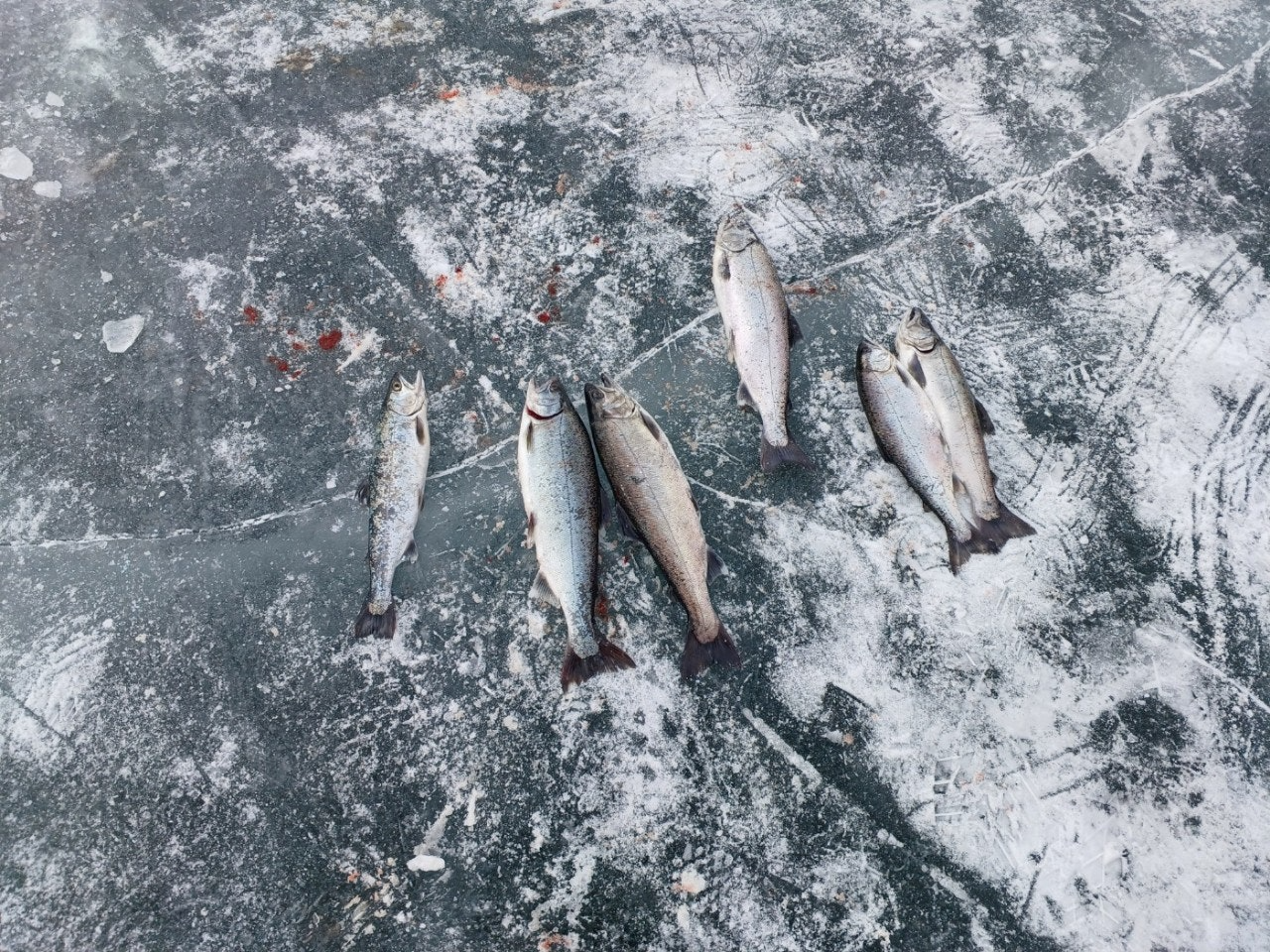 화천산천어축제예약