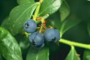 블루베리