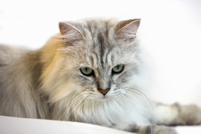 노르웨이숲 고양이 사진