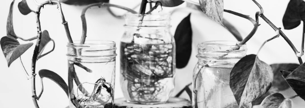 수경재배 방법 6가지 ① vs. 물꽂이