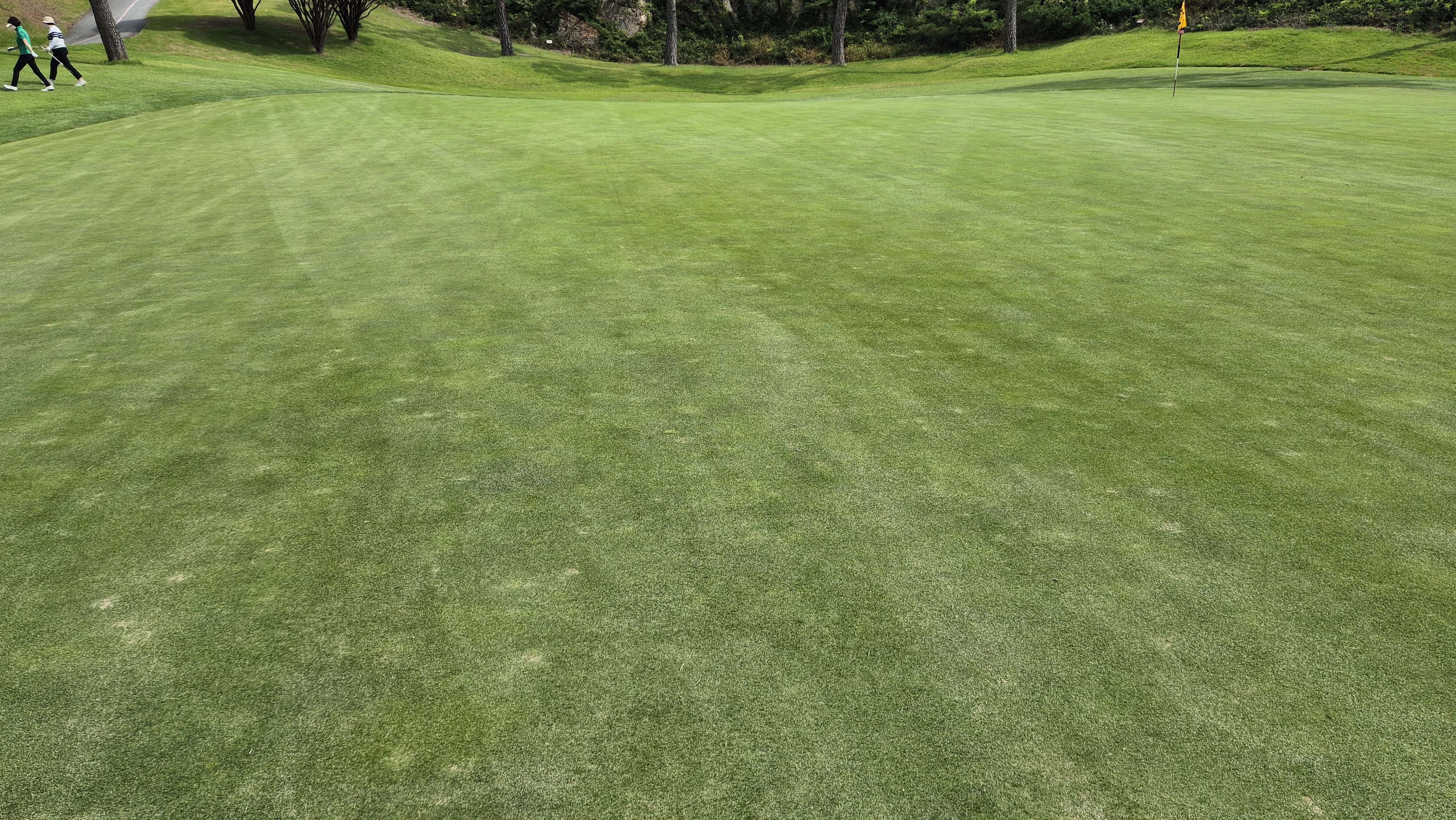 서산수cc 그린 관리 상태