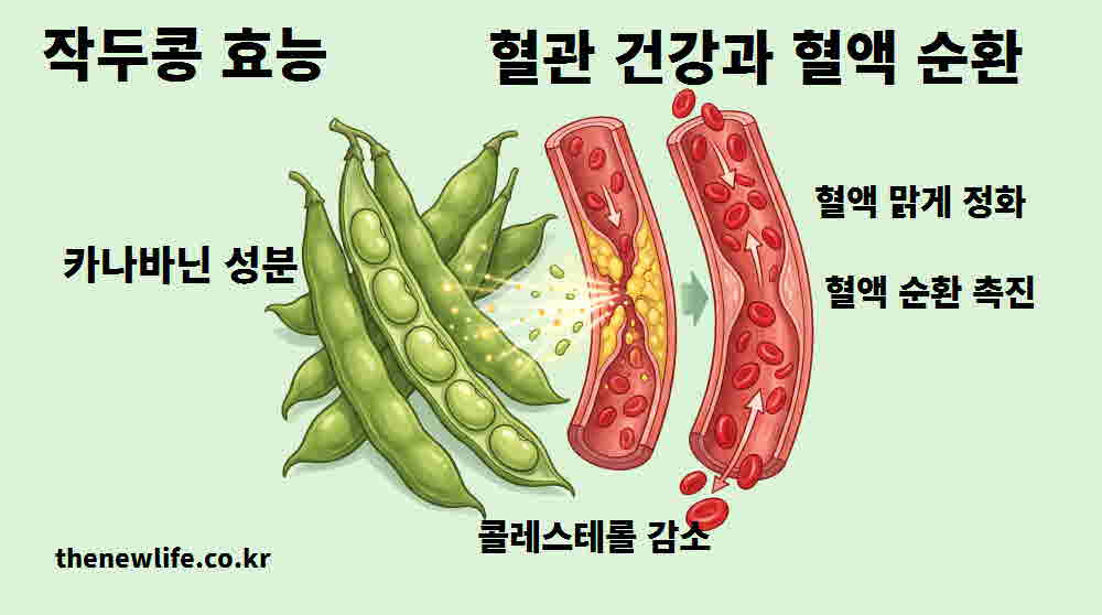 작두콩 효능 혈관 건강 혈액 순환