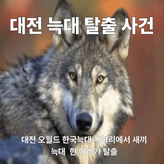 대전 오월드 한국늑대 사파리에서 새끼 늑대 한 마리가 탈출