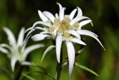 희귀 동식물과의 만남 여행