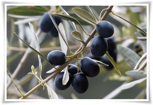 "올리브나무 키우기" 집에서 즐기는 지중해의 향기 정원!