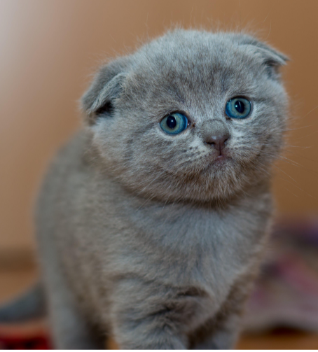 회색 아기고양이 사진