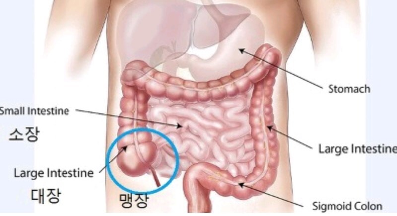 alt="맹장위치"
