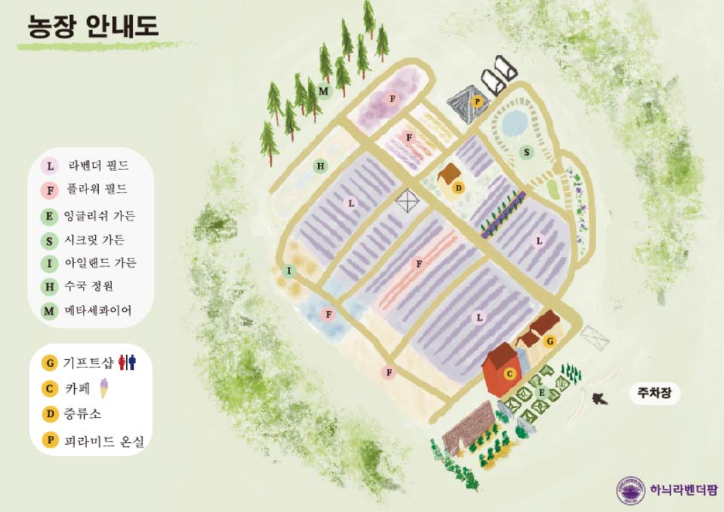 2024 고성 하늬라벤더팜 라벤더 농장 축제 입장료 개화 주차장