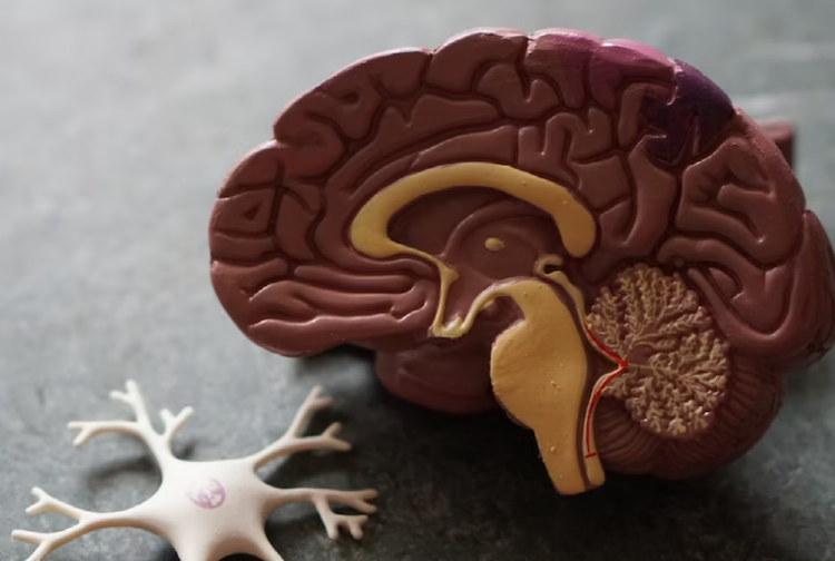 프로아나 거식증