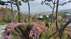 화성_우리꽃식물원_국화전시회