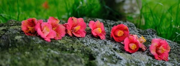 제주 4.3항쟁의 상징이 된 동백꽃