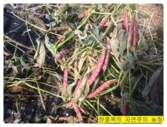 강낭콩 재배 파종 간격 잡초 억제 멀칭 요령_15