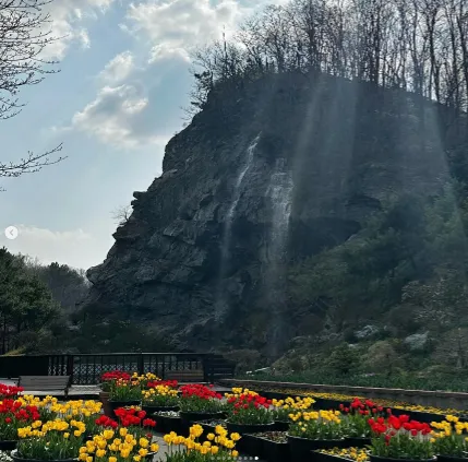 피나클랜드 불꽃축제 튤립 수선화 축제 12