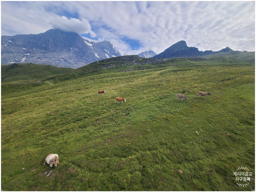 스위스 야생 마멋