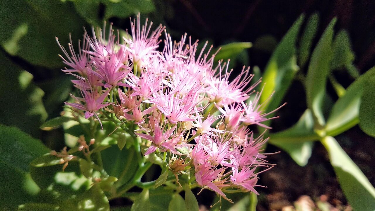 불가리아의 희귀한 전통 장미 성수 의식의 기원과 상징적 축제
