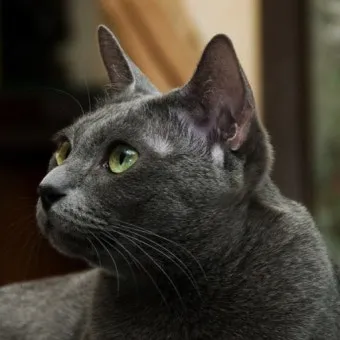 러시안블루 고양이 가격 믹스 수명 털빠짐_3