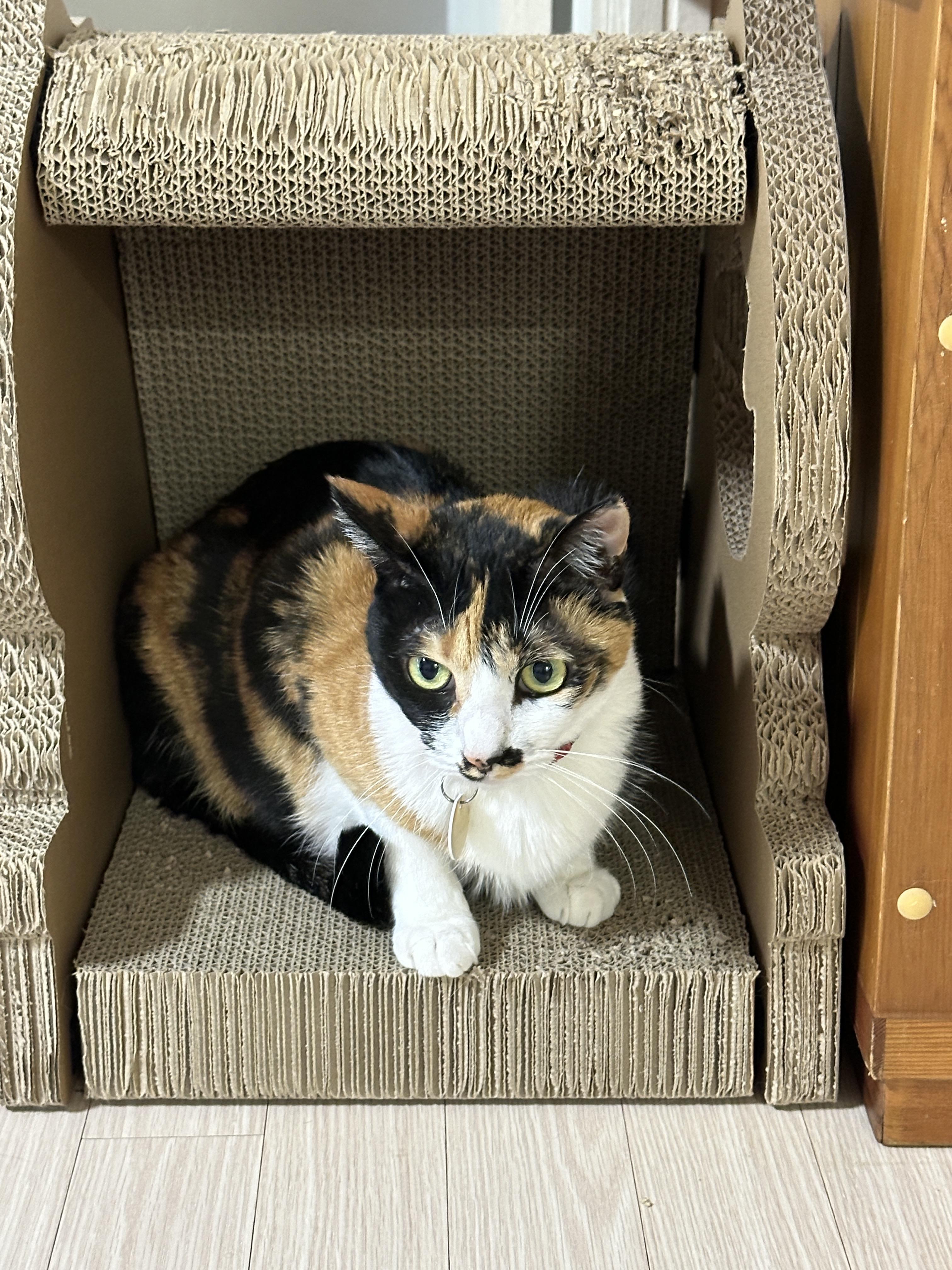 공룡_스크래쳐_안에_자리_잡은_삼색냥이_다다