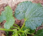 참외 재배 방법